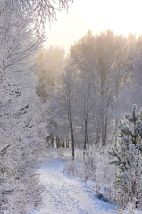 Sunny winter day  in frozen forest