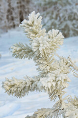Frozen icy evergreen branch