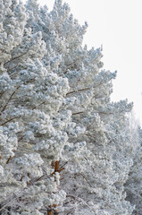 Frozen pine trees