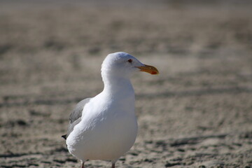 Seagull hanging out by the water on the Southern California Coast