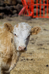 Calf 