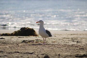 Seagull hanging out by the water on the Southern California Coast
