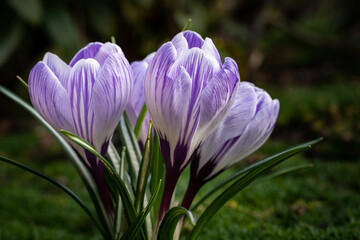 A closeup shot of beautiful purple crocus flowers in a gard
