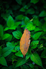 dried leaves