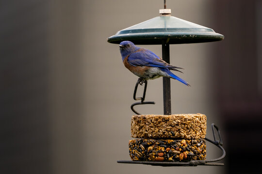 A Cute Eastern Bluebird On A Bird Feeder