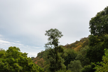 Tips of trees in forest and sky