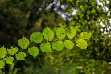 Fototapeta na wymiar Green leaves in a forest