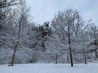 snow covered trees