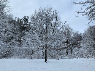 snow covered trees