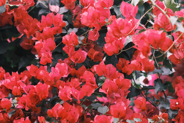 いっぱいに広がるブーゲンビリア