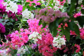 ブーゲンビリアの森