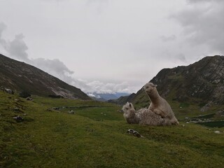 swiss mountain landscape