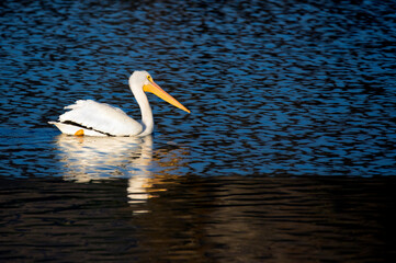 American pelican on the water at Yucaipa Regional Park in Southern California