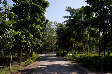Fototapeta na wymiar Urban Sky and Trees. Rows of trees and jungle on both sides of the city streets With Blue Sky. The road is at Begum Rokeya University.