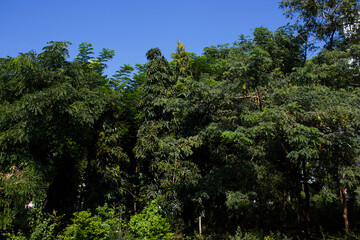 Urban Sky and Trees. Rows of trees and jungle on both sides of the city streets With Blue Sky. The road is at Begum Rokeya University.