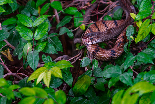 Close up alive Banded Rat Snake or  Oriental Ratsnake or Ptyas Mucosa (LINNAEUS,1758) in science name at Snake garden of Bangkok, Thailand. Alive snake in green bush, space for copy.