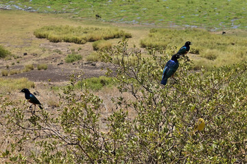 Brilliant starlings with bright, shining blue-green plumage sit on thin branches of the bush. The background is the savannah of the Amboseli park. Kenya.