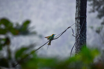 bird on a branch