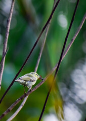 sparrow on a branch