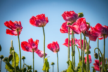 Naklejka premium field of poppies against blue sky