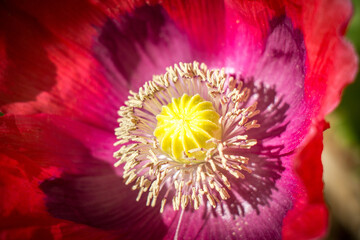 close up of pink poppy, Waldviertel, Austria