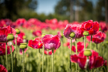 field of pink poppies, Waldviertel, Austria