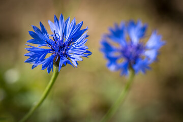 blue cornflower