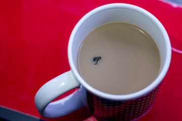 Dead fly into the coffe cup 