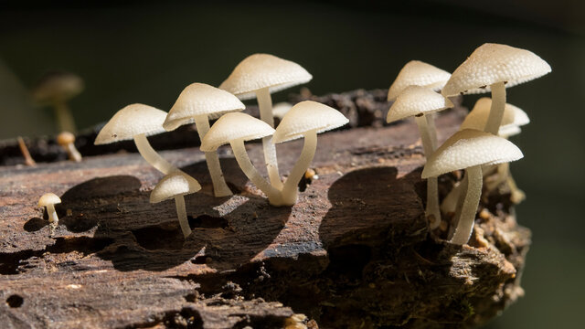 Toadstools growing on rotting log in rainforest