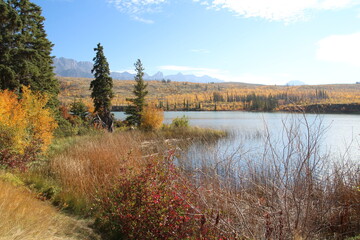 Fototapeta na wymiar Autumn On The Land, Jasper National Park, Alberta