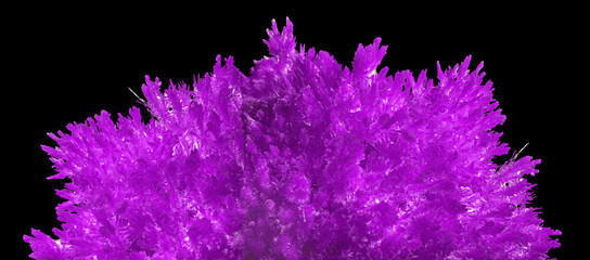 lilac bright dense polycrystal isolated on black