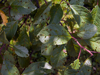 plant damaged with pests