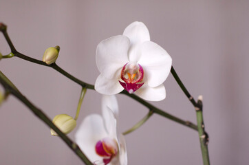 Naklejka na ściany i meble Blooming orhid flowers Phalaenopsis white colors blossoming close up. Beautiful pistil of an orchid. Flora of the house, close-up of blooming orchids. A beautiful plant at home. Home flowers and