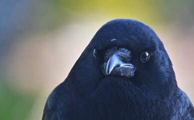 close up portrait of a crow