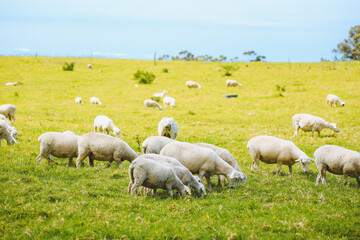 Fototapeta premium Sheep in the pasture，Maui, Hawaii