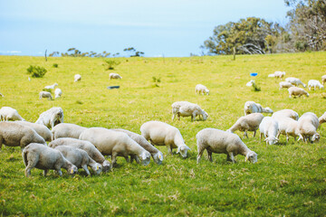Obraz na płótnie Canvas Sheep in the pasture，Maui, Hawaii