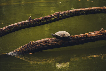 A shot of a turtle on a log in a water