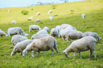 Fototapeta premium Sheep in the pasture，Maui, Hawaii