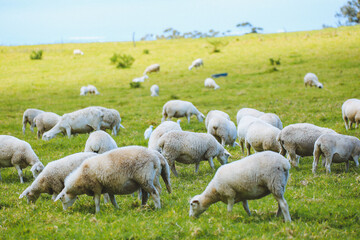 Fototapeta premium Sheep in the pasture，Maui, Hawaii
