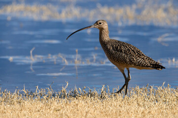 Long billed Curlew on the prowl at the San Jacinto wildlife area near Perris California