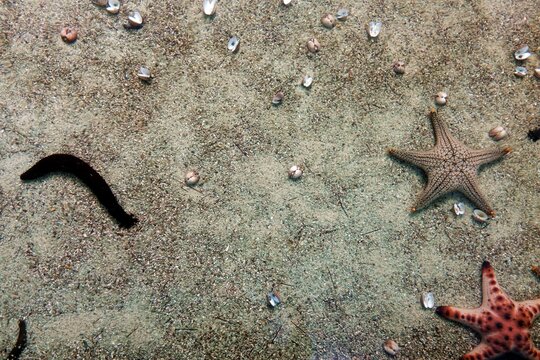 Starfish, sea cucumber and many seashells on the sand floor of the beach, looking through crystal clear seawater.  
