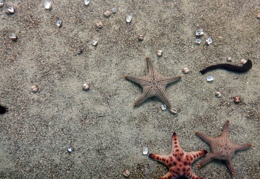 Starfish, sea cucumber and many seashells on the sand floor, displayed in an aquarium, looking through crystal clear seawater.
