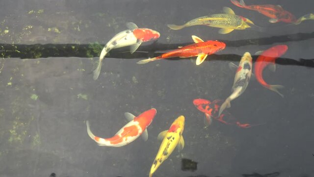 Koi fish gather happily in the pond to devour the fish food that is given