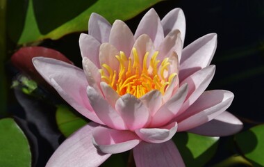 Close up of a beautiful pink water lily blossom