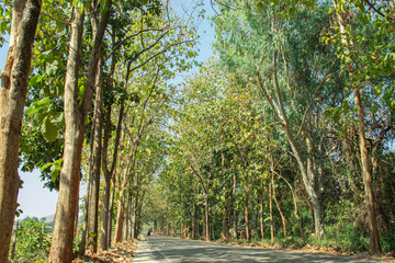 The road is full of teak trees covering both sides of the road.
