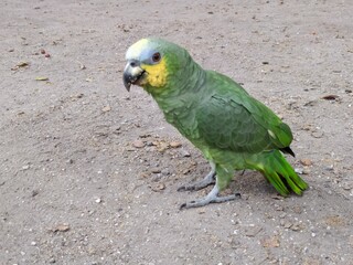 La belleza de la naturaleza, arboles y hermosos animales. Cada foto tiene su belleza.