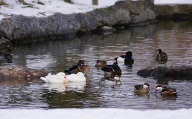 Verschiedene Enten auf einem Teich im Winter