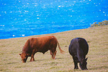  Cow in the pasture by the sea, Hookipa, Maui, Hawaii

