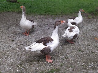 La belleza de la naturaleza, arboles y hermosos animales. Cada foto tiene su belleza.
