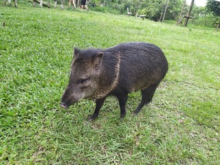 La belleza de la naturaleza, arboles y hermosos animales. Cada foto tiene su belleza.